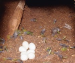 Red-crowned parakeet | Kākāriki. Complete clutch of red-crowned parakeet eggs. Little Barrier Island, January 1991. Image © Terry Greene by Terry Greene.