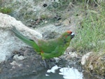 Red-crowned parakeet | Kākāriki. Adult drinking. Burgess Island, Mokohinau Islands, February 2011. Image © Alan Tennyson by Alan Tennyson.