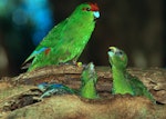 Red-crowned parakeet | Kākāriki. Male red-crowned parakeet feeding chicks at nest. Little Barrier Island. Image © Terry Greene by Terry Greene.