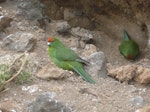 Red-crowned parakeet | Kākāriki. Geophagy. North Meyer Islet, Kermadec Islands, May 2007. Image © Steffi Ismar by Steffi Ismar.