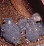 Red-crowned parakeet | Kākāriki. Brood of red-crowned parakeet chicks (approx. 20 days). Little Barrier Island, January 1991. Image © Terry Greene by Terry Greene.