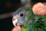 Red-crowned parakeet | Kākāriki. Fledgling red-crowned parakeet. Little Barrier Island, January 1991. Image © Terry Greene by Terry Greene.