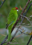 Red-crowned parakeet | Kākāriki. Adult on flax stalk. Kapiti Island, November 2006. Image © Peter Reese by Peter Reese.