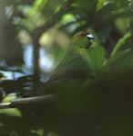 Red-crowned parakeet | Kākāriki. Adult calling. Karori Sanctuary / Zealandia, January 2016. Image © George Curzon-Hobson by George Curzon-Hobson.