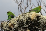 Red-crowned parakeet | Kākāriki. Pair in foliage. Rose Island, Auckland Islands, November 2009. Image © Kate Beer by Kate Beer.