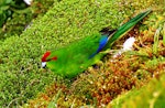 Red-crowned parakeet | Kākāriki. Adult bird near nest burrow. Enderby Island, Auckland Islands, January 2007. Image © Ian Armitage by Ian Armitage.