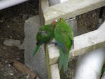 Red-crowned parakeet | Kākāriki. Pair courtship feeding. Tiritiri Matangi Island, January 2008. Image © Josie Galbraith by Josie Galbraith.