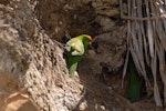 Red-crowned parakeet | Kākāriki. Pair at nest site. Matiu/Somes Island, November 2008. Image © Peter Reese by Peter Reese.