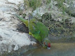 Red-crowned parakeet | Kākāriki. Adult drinking. Burgess Island, Mokohinau Islands, February 2011. Image © Alan Tennyson by Alan Tennyson.