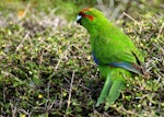 Red-crowned parakeet | Kākāriki. Adult. Kapiti Island, March 2006. Image © Alex Scott by Alex Scott.