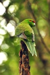 Red-crowned parakeet | Kākāriki. Dorsal view of adult showing feather details. Ulva Island, October 2009. Image © Cheryl Marriner by Cheryl Marriner.