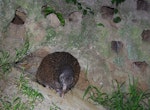 Rowi | Okarito brown kiwi. Adult exiting its burrow at dusk (the small holes are old kingfisher burrows). Mana Island, October 2017. Image © Colin Miskelly by Colin Miskelly.