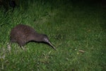 Rowi | Okarito brown kiwi. Adult foraging at night. Mana Island, October 2016. Image © Leon Berard by Leon Berard.