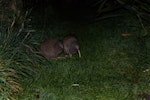 Rowi | Okarito brown kiwi. Adult pair. Mana Island, July 2018. Image © Leon Berard by Leon Berard.