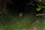 Rowi | Okarito brown kiwi. Adult. Mana Island, July 2018. Image © Leon Berard by Leon Berard.