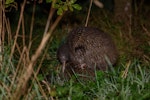 Rowi | Okarito brown kiwi. Pair mating. Mana Island, June 2017. Image © Leon Berard by Leon Berard.