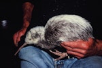 Rowi | Okarito brown kiwi. Partly white bird in captivity. Hokitika, June 2002. Image © Alan Tennyson by Alan Tennyson.