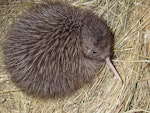 Rowi | Okarito brown kiwi. Chick. Motuara Island, Marlborough, January 2005. Image © Department of Conservation ( image ref: 10059700 ) by Chrissy Wickes Department of Conservation.