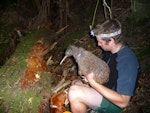 Rowi | Okarito brown kiwi. A kiwi recovery ranger holds a young adult. Motuara Island, February 2013. Image © Julie Alach by Julie Alach.