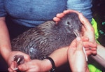 Rowi | Okarito brown kiwi. Adult in the hand. Okarito, June 2002. Image © Alan Tennyson by Alan Tennyson.