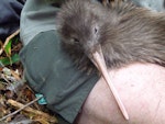 Rowi | Okarito brown kiwi. Adult male (hand-held). Okarito Reserve, February 2013. Image © Julie Alach by Julie Alach.