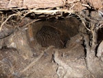 Rowi | Okarito brown kiwi. Juvenile in a burrow. Motuara Island, February 2013. Image © Julie Alach by Julie Alach.