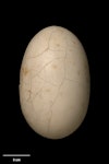 Rowi | Okarito brown kiwi. Egg 126.0 x 79.3 mm (NMNZ OR.006710, collector unknown). Okarito. Image © Te Papa by Jean-Claude Stahl.