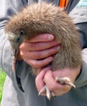 Rowi | Okarito brown kiwi. Chick with white patches on face (a common feature of this species). Franz Josef, February 2013. Image © Julie Alach by Julie Alach.