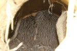 Rowi | Okarito brown kiwi. Adult and possible chick in burrow. Blumine Island, March 2013. Image © John Kearvell by John Kearvell.