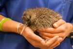 Rowi | Okarito brown kiwi. Captive-bred chick. Willowbank Wildlife Park, January 2011. Image © Sabine Bernert by Sabine Bernert.