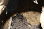 Rowi | Okarito brown kiwi. Probable chick in nest burrow. Blumine Island, March 2013. Image © John Kearvell by John Kearvell.