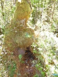 Rowi | Okarito brown kiwi. A breeding burrow in an old tree stump. Okarito, February 2013. Image © Julie Alach by Julie Alach.