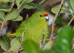 Yellow-crowned parakeet | Kākāriki. Close view of adult. Mana Island, March 2009. Image © Peter Reese by Peter Reese.