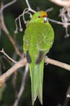 Yellow-crowned parakeet | Kākāriki. Close view of back and tail. Mana Island, March 2009. Image © Peter Reese by Peter Reese.