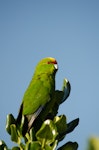 Yellow-crowned parakeet | Kākāriki. Adult on taupata. Mana Island, November 2017. Image © George Hobson by George Hobson.