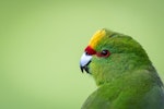 Yellow-crowned parakeet | Kākāriki. Headshot of adult bird. Mana Island, November 2016. Image © Leon Berard by Leon Berard.