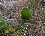 Yellow-crowned parakeet | Kākāriki. Adult showing crown. Mana Island, November 2012. Image © Colin Miskelly by Colin Miskelly.