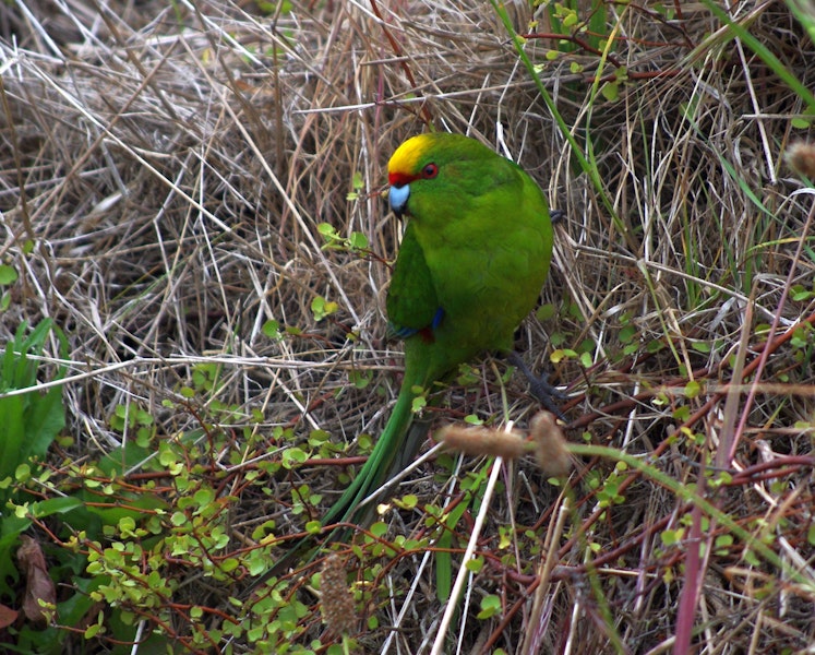 Yellow-crowned parakeet | Kākāriki. Adult showing crown. Mana Island, November 2012. Image © Colin Miskelly by Colin Miskelly.