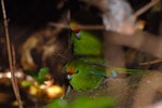 Yellow-crowned parakeet | Kākāriki. Pair mating. Mana Island, March 2009. Image © Peter Reese by Peter Reese.