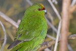 Yellow-crowned parakeet | Kākāriki. Side view of adult head. Mana Island, March 2009. Image © Peter Reese by Peter Reese.