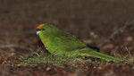 Yellow-crowned parakeet | Kākāriki. Adult at ground level. Cascade Creek, Fiordland National Park, November 2011. Image © Glenda Rees by Glenda Rees.