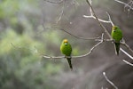 Yellow-crowned parakeet | Kākāriki. Adult male (left) and female pair perched on branch. Mana Island, November 2016. Image © Leon Berard by Leon Berard.