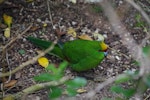 Yellow-crowned parakeet | Kākāriki. Adult walking on ground. Mana Island, November 2012. Image © Colin Miskelly by Colin Miskelly.