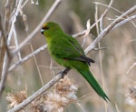 Yellow-crowned parakeet | Kākāriki. Dorsal view of adult perched. Mana Island, March 2009. Image © Peter Reese by Peter Reese.