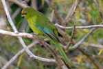 Yellow-crowned parakeet | Kākāriki. Adult showing wing markings. Mana Island, March 2009. Image © Peter Reese by Peter Reese.