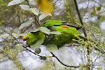 Yellow-crowned parakeet | Kākāriki. Adult feeding showing underside (captive bird). Hamilton, October 2012. Image © Raewyn Adams by Raewyn Adams.