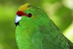 Yellow-crowned parakeet | Kākāriki. Captive adult showing facial detail. Hamilton Zoo, January 2014. Image © Oscar Thomas by Oscar Thomas.