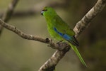 Yellow-crowned parakeet | Kākāriki. Adult. Cascade Creek, November 2011. Image © Glenda Rees by Glenda Rees.