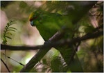 Yellow-crowned parakeet | Kākāriki. Adult showing camouflage effect. Anchor Island, Dusky Sound, March 2011. Image © Colin Miskelly by Colin Miskelly.