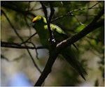 Yellow-crowned parakeet | Kākāriki. Adult in shadow. Whenua Hou / Codfish Island, December 2011. Image © Colin Miskelly by Colin Miskelly.